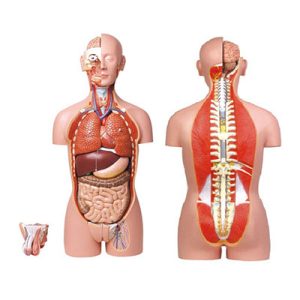 Dual-Sex Torso-27 parts AM-10003A
