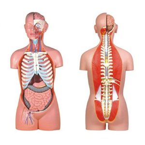 Sexless Torso AM-10003B