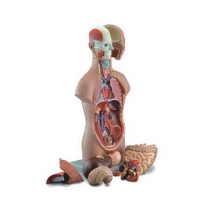 Sexless Torso AM-10003C