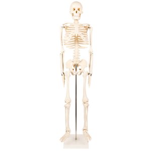 Human Skeleton Anatomical Model AM-1101-3