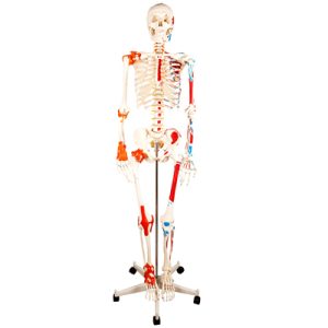 Human Skeleton with Painted Muscle and Ligament Model 180CM AM-11102-1