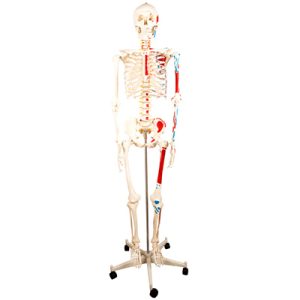 Human Skeleton with Half Side Painted Muscle Model 180CM AM-11102-2
