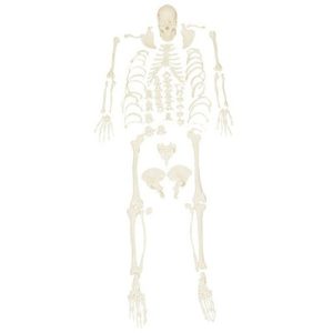 Disassembled Skeleton Model AM-1103