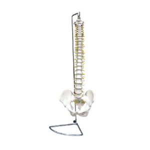 Spine With Pelvis Model AM-11104(1-2)