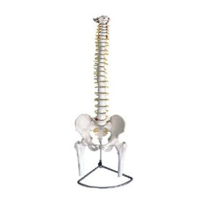 Spine with Pelvis and Femur Model AM-11105(1-2)
