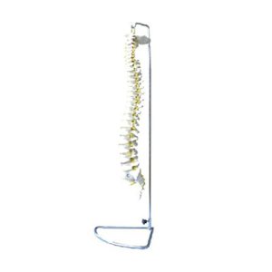 Spine Model (Flexible) AM-11106