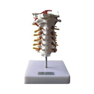 Cervical Vertebral Column Model AM-11107
