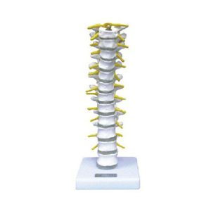 Thoracic Vertebra Model AM1108