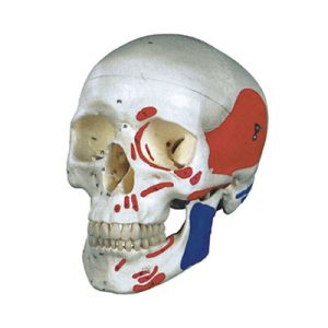 Colorized Skull Model AM-11111-2