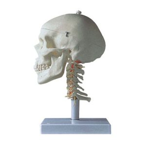Skull with Cervical Column Model AM-11111-3