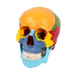 Skull Separation Model (16 Parts) AM-11118