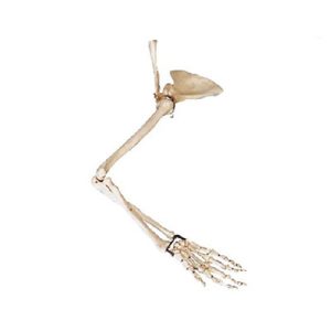 Arm, Scapular and Collar Bone Model AM-11123