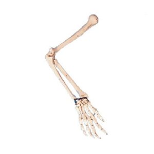 Arm Bone Model AM-11124