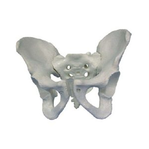 Male Pelvis Model AM-11127