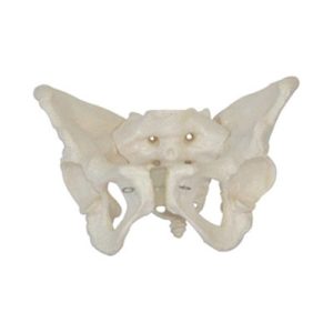 Female Pelvis Model AM-11128