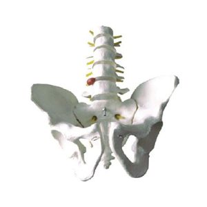Pelvis with 5pcs Lumbar Vertebra Model AM-11129-3