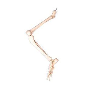 Lower Limb Bone Model AM-11131