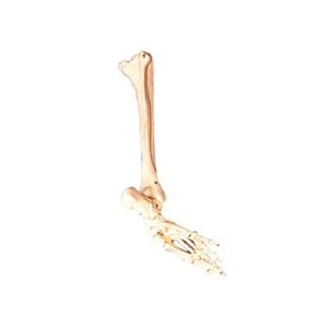 Bones of Foot, Calf Bone, Shinbone Model AM-11132