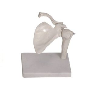 Shoulder Joint Model AM-11201-1