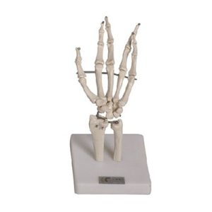 Hand Joint Model AM-11201-3