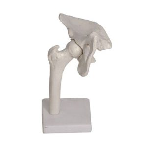Hip Joint Model AM-11201-4
