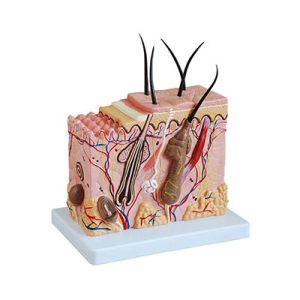 Skin Tissue Model AM-41002