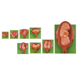 Embryonic Development Stages Model (8 parts) AM-42005