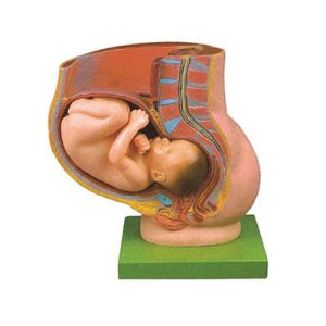 Pregnancy Pelvis with Mature Fetus-2 Parts AM-42006