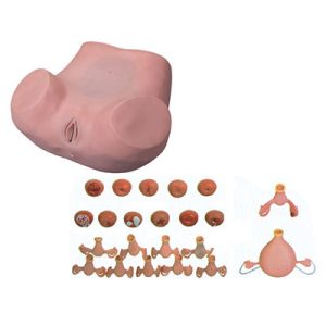 Gynecological Examination Model AM-7