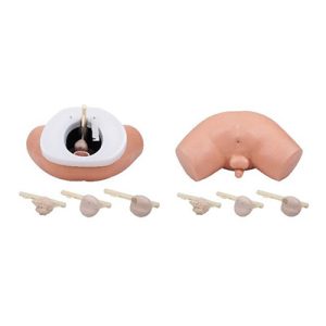 Prostate Examination Simulator AM-F2