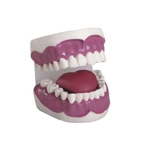 Dental Care Model (28pcs) AM-K2